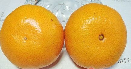 【禁用】橘子還分公母？母橘子才更好吃！果農教你個小竅門一挑一個準