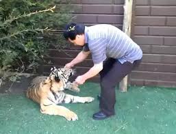 本王牙齒痛!老虎換乳牙「主人直接伸進去」一秒拔掉 牠定格2秒後「突然張開嘴巴」變小貓咪:謝謝~