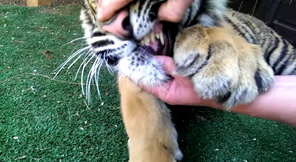 本王牙齒痛!老虎換乳牙「主人直接伸進去」一秒拔掉 牠定格2秒後「突然張開嘴巴」變小貓咪:謝謝~