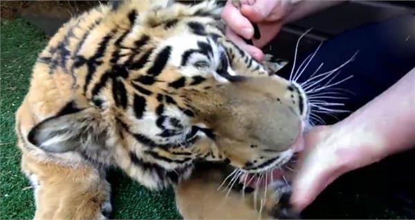 本王牙齒痛!老虎換乳牙「主人直接伸進去」一秒拔掉 牠定格2秒後「突然張開嘴巴」變小貓咪:謝謝~