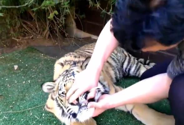 本王牙齒痛!老虎換乳牙「主人直接伸進去」一秒拔掉 牠定格2秒後「突然張開嘴巴」變小貓咪:謝謝~