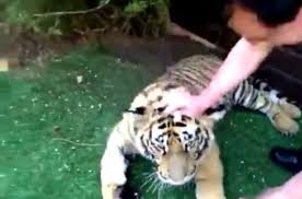 本王牙齒痛!老虎換乳牙「主人直接伸進去」一秒拔掉 牠定格2秒後「突然張開嘴巴」變小貓咪:謝謝~