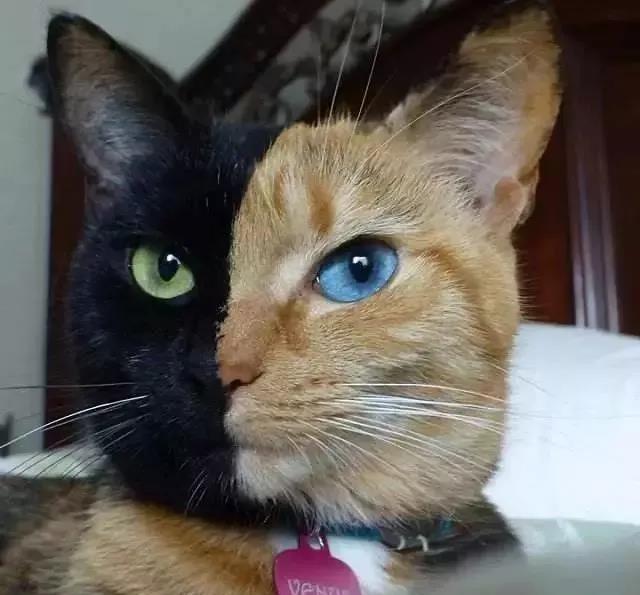 妻子透過試管嬰兒生下雙胞胎,親子鑑定卻是叔叔的DNA…但丈夫是獨子啊!