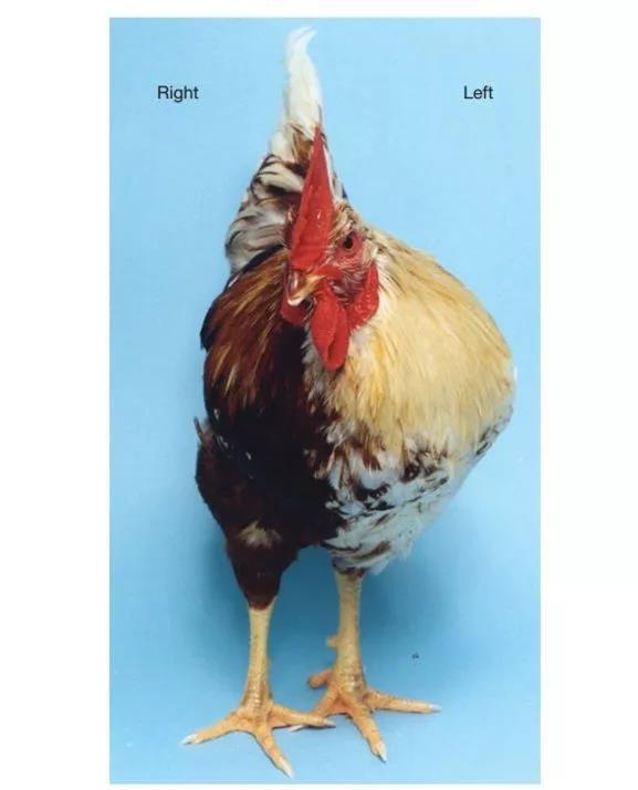 妻子透過試管嬰兒生下雙胞胎,親子鑑定卻是叔叔的DNA…但丈夫是獨子啊!