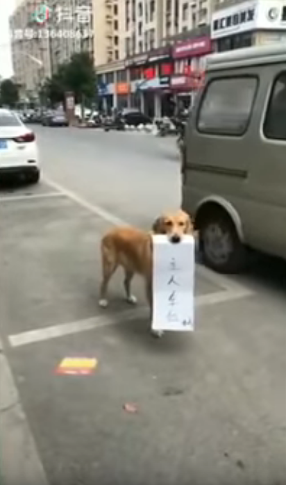比人體佔位更高招！狗狗無辜刁牌當路霸　一看「紙條上的字」全乖乖投降：這我只能讓了