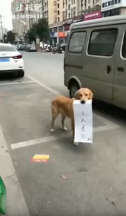 比人體佔位更高招！狗狗無辜刁牌當路霸　一看「紙條上的字」全乖乖投降：這我只能讓了