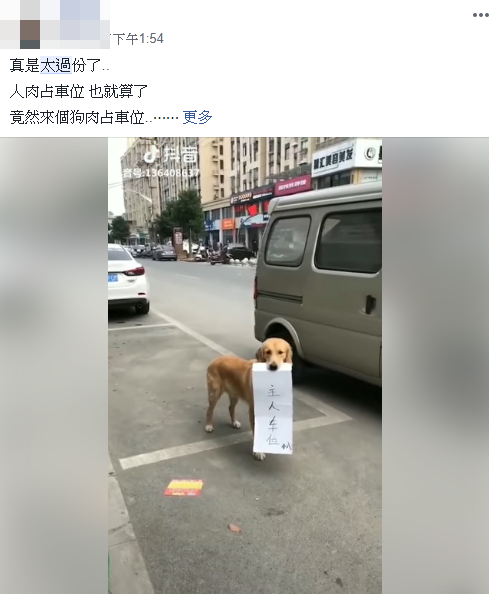 比人體佔位更高招！狗狗無辜刁牌當路霸　一看「紙條上的字」全乖乖投降：這我只能讓了