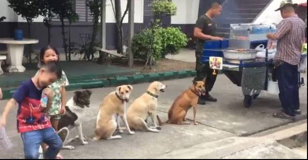 這群狗狗每天都來燒烤攤排隊！善良老闆不驅趕牠們反而生意更好，網友：一群招財狗
