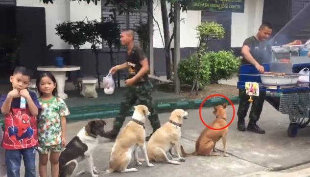 這群狗狗每天都來燒烤攤排隊！善良老闆不驅趕牠們反而生意更好，網友：一群招財狗