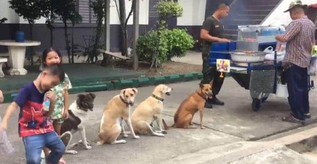 這群狗狗每天都來燒烤攤排隊！善良老闆不驅趕牠們反而生意更好，網友：一群招財狗