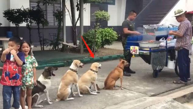 這群狗狗每天都來燒烤攤排隊！善良老闆不驅趕牠們反而生意更好，網友：一群招財狗