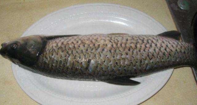燉魚不加一滴水！「秘製醬料」學起來新手也會煮   不腥不膩魚肉好鮮甜