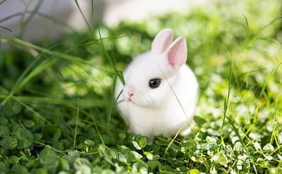 享福命!一生最容易發橫財的5個生肖,有你嗎?