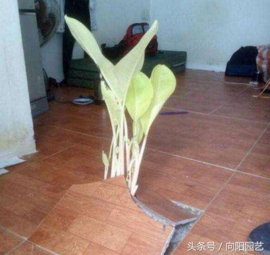 男子「家才剛裝修好」就忙著出差去　3個月後返家驚見「地板冒出一棵...」傻問：那a安捏？