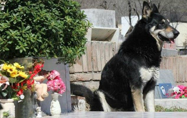 太催淚！忠犬「守在主人墳前11年」  最終不敵病痛長眠萬人淚崩：一年陪伴換我一生的守候