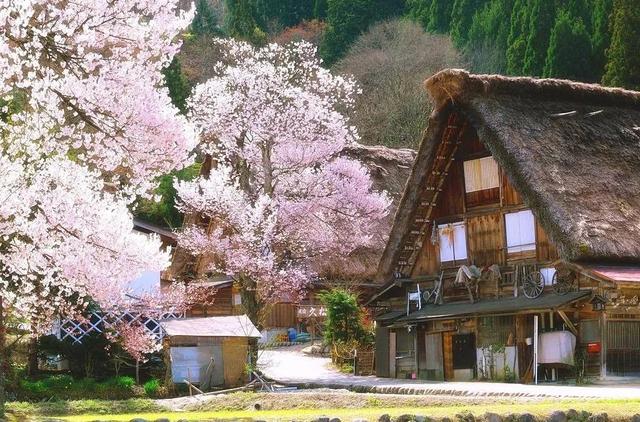 冬天旅遊勝地！日本最美鄉村「合掌村」此生必去  114棟茅草房「夜晚點燈雪景」美翻：彷彿走進童話中