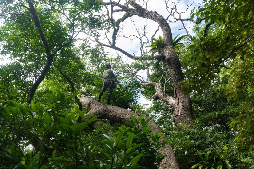全台最危險工作！他終生不婚「捨命穿越荒林20年」　被一群博士封神：「真正的富有」