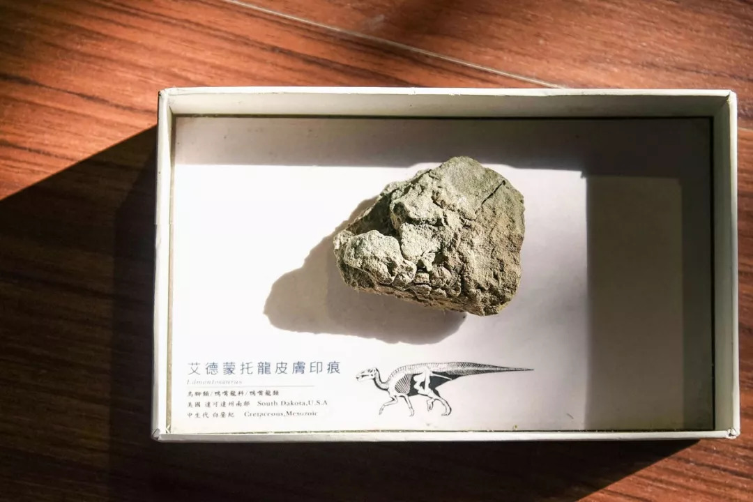 比故宮博物館還壯觀！台灣教授30年前 「花330萬買下整個山頭」 收集上億年前恐龍化石，上萬植物