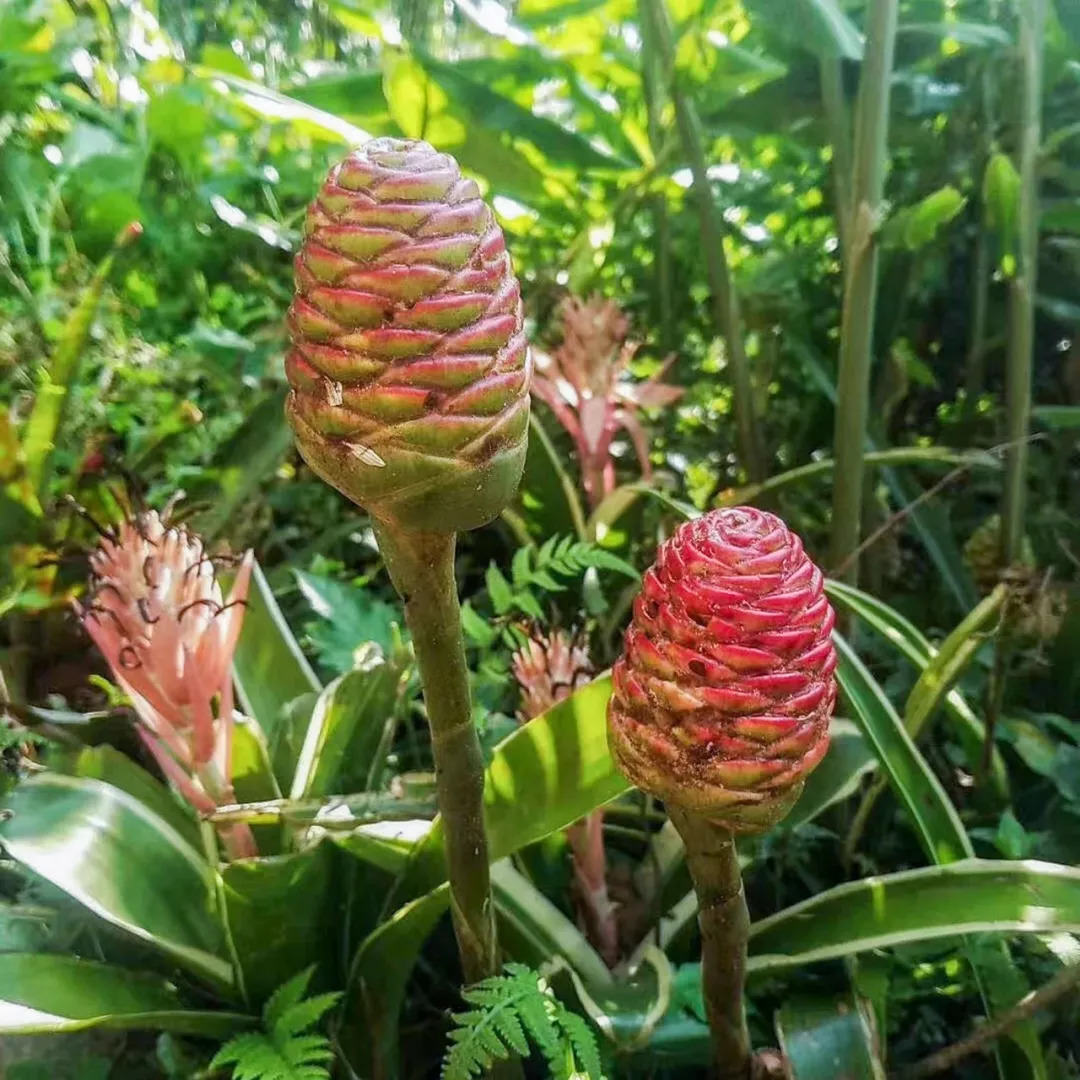 比故宮博物館還壯觀！台灣教授30年前 「花330萬買下整個山頭」 收集上億年前恐龍化石，上萬植物