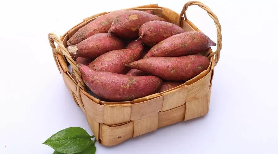 天才農夫發明「噴水種地瓜」打破千年土植傳統　超猛改革「一年冒出上千斤」產量多出好幾倍