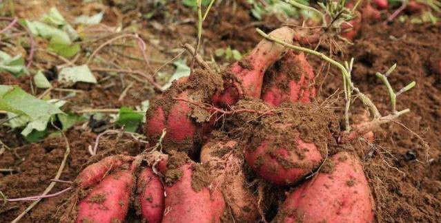 天才農夫發明「噴水種地瓜」打破千年土植傳統　超猛改革「一年冒出上千斤」產量多出好幾倍