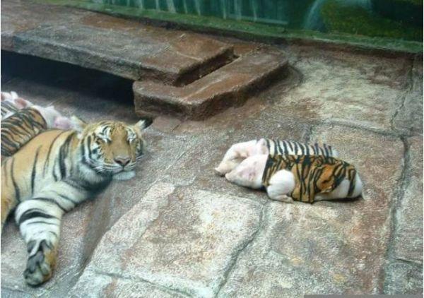 園方大膽「把小豬假扮成老虎寶寶」,安慰失子的母老虎,結果出乎意料!