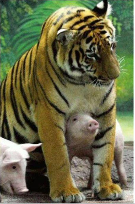 園方大膽「把小豬假扮成老虎寶寶」,安慰失子的母老虎,結果出乎意料!