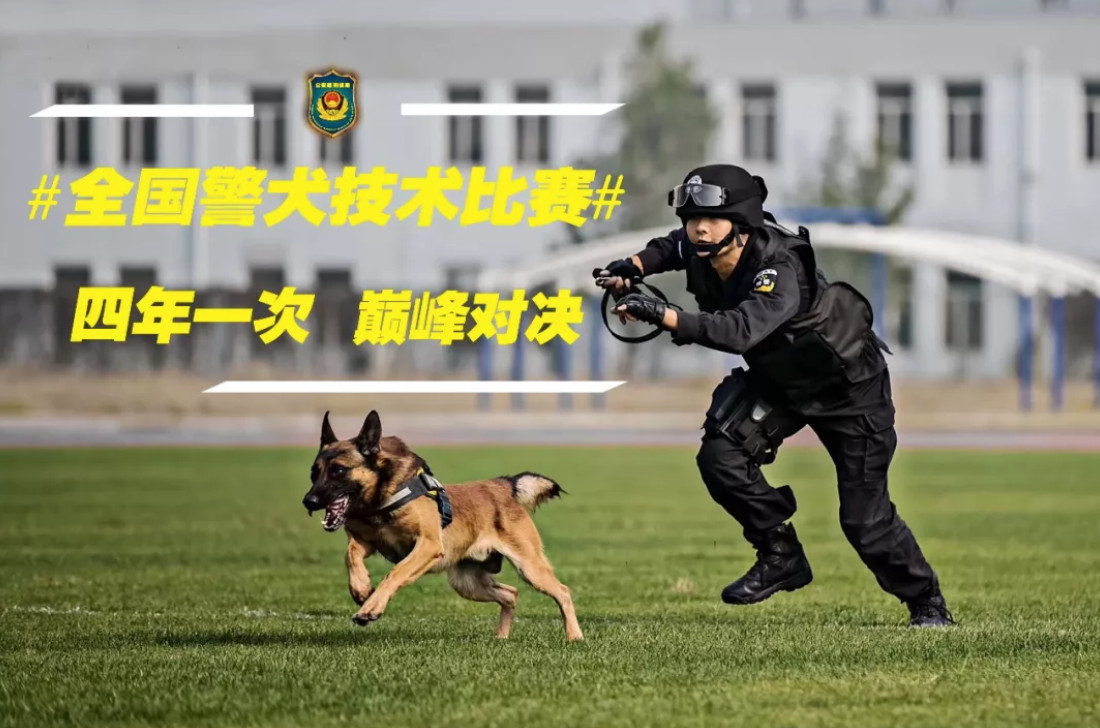 這點傷不算什麼！萌警犬比賽小受傷　「眉間貼OK繃」眼神超堅定：男子漢不能哭