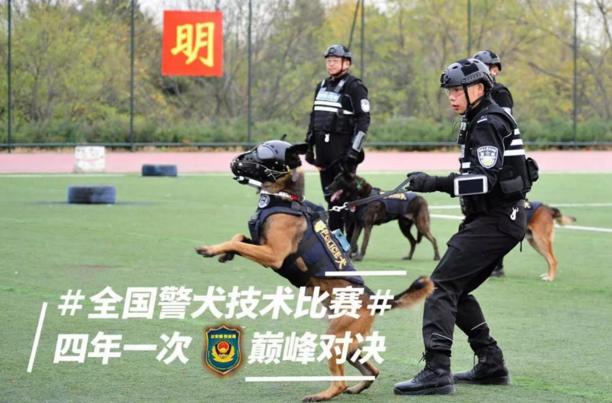 這點傷不算什麼！萌警犬比賽小受傷　「眉間貼OK繃」眼神超堅定：男子漢不能哭