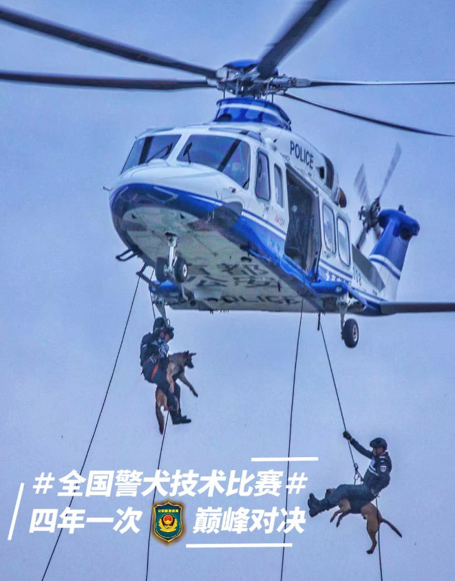 這點傷不算什麼！萌警犬比賽小受傷　「眉間貼OK繃」眼神超堅定：男子漢不能哭