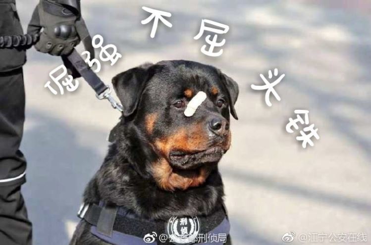 這點傷不算什麼！萌警犬比賽小受傷　「眉間貼OK繃」眼神超堅定：男子漢不能哭