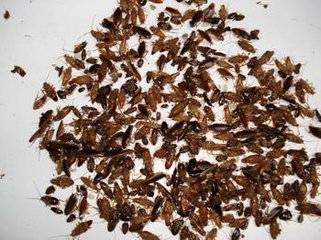 雨季潮濕家裏蟑螂多？教你一招「用一根香蕉」把它們全趕走，十個滅蟑螂的方法學起來