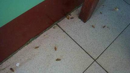 雨季潮濕家裏蟑螂多？教你一招「用一根香蕉」把它們全趕走，十個滅蟑螂的方法學起來
