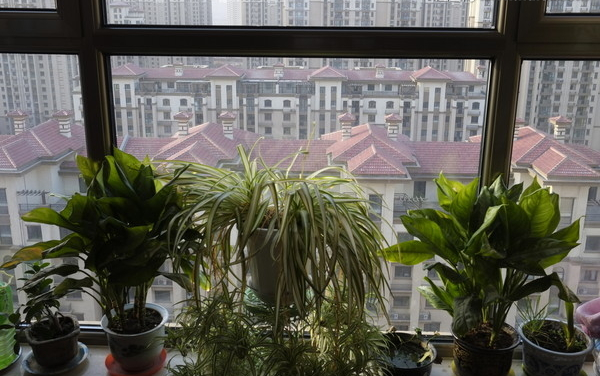 陽台萬萬不要擺放這些東西，會降你財運，尤其是第三個！