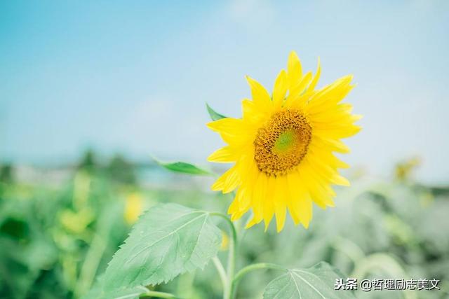 十則小故事讓你瞬間感悟！ 從中找到自己影子  願我們都能「少些白走的路」