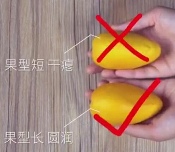 【禁用】橘子還分公母？母橘子才更好吃！果農教你挑選技巧「一挑一個準」