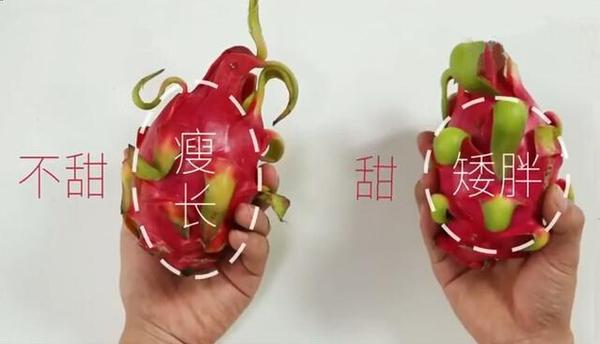 【禁用】橘子還分公母？母橘子才更好吃！果農教你挑選技巧「一挑一個準」