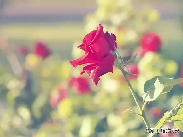 做人就是「誠信+感恩+人品」！這話說的是真話，很好