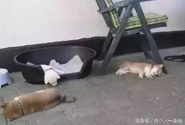主人查看監控發現自家三隻柴犬昏倒在地，急忙回家查看讓他哭笑不得！