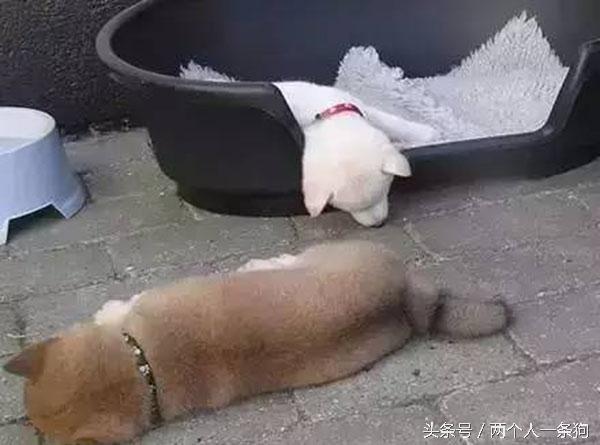 主人查看監控發現自家三隻柴犬昏倒在地，急忙回家查看讓他哭笑不得！