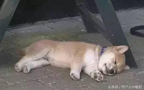 主人查看監控發現自家三隻柴犬昏倒在地，急忙回家查看讓他哭笑不得！