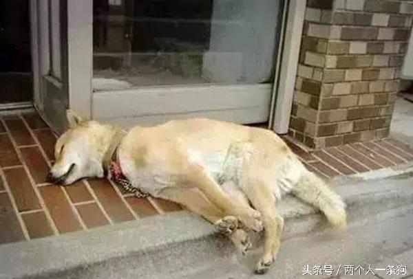 主人查看監控發現自家三隻柴犬昏倒在地，急忙回家查看讓他哭笑不得！