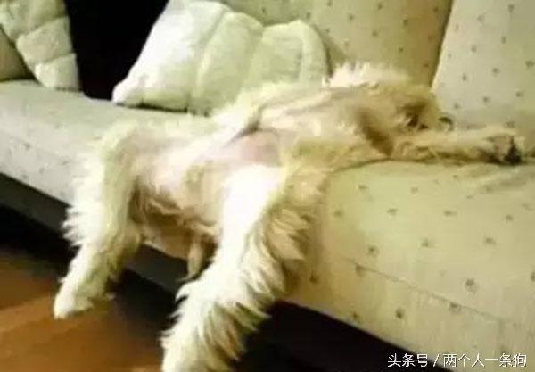 主人查看監控發現自家三隻柴犬昏倒在地，急忙回家查看讓他哭笑不得！