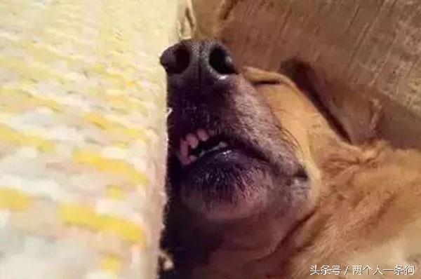 主人查看監控發現自家三隻柴犬昏倒在地，急忙回家查看讓他哭笑不得！