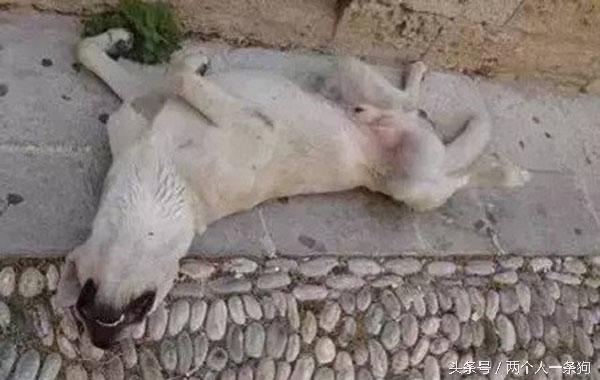 主人查看監控發現自家三隻柴犬昏倒在地，急忙回家查看讓他哭笑不得！