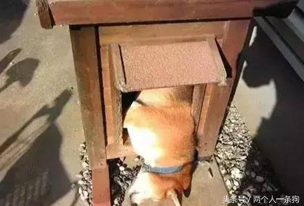 主人查看監控發現自家三隻柴犬昏倒在地，急忙回家查看讓他哭笑不得！