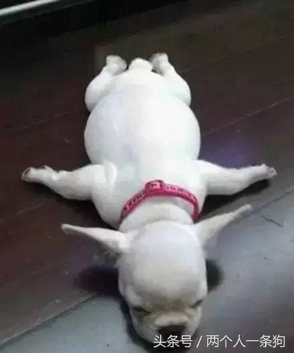 主人查看監控發現自家三隻柴犬昏倒在地，急忙回家查看讓他哭笑不得！