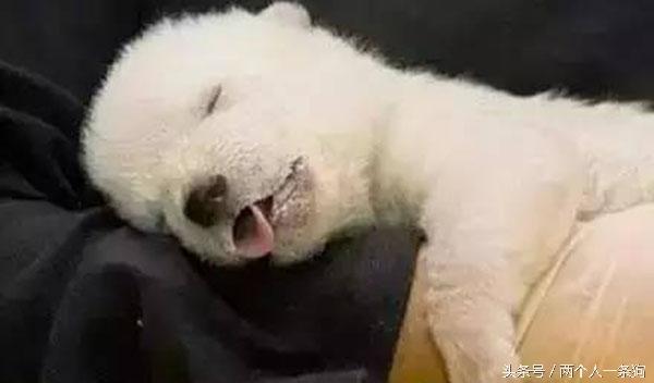 主人查看監控發現自家三隻柴犬昏倒在地，急忙回家查看讓他哭笑不得！