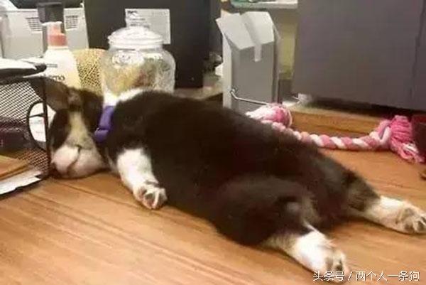主人查看監控發現自家三隻柴犬昏倒在地，急忙回家查看讓他哭笑不得！