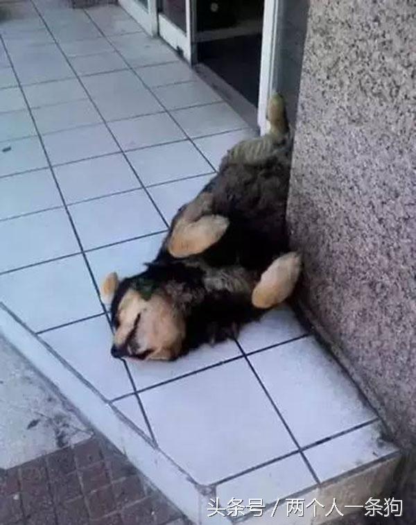 主人查看監控發現自家三隻柴犬昏倒在地，急忙回家查看讓他哭笑不得！